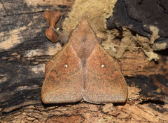 Leipoxais peraffinis