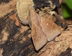 Leipoxais peraffinis