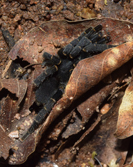 Brachionopus robustus