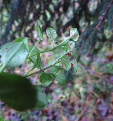 Puccinia arenariae