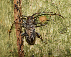 Sumelis occidentalis singularis