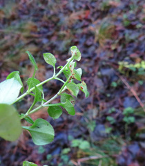 Puccinia arenariae