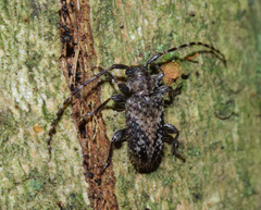 Sumelis occidentalis singularis