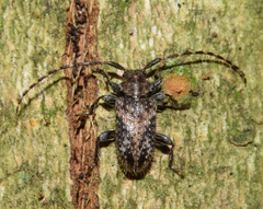 Sumelis occidentalis singularis