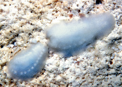 Titiscania limacina