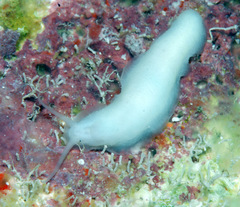 Titiscania limacina