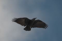 Corvus rhipidurus