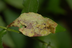 Sumitrosis inaequalis