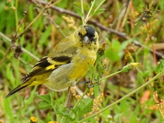 Hooded Siskin photo 4