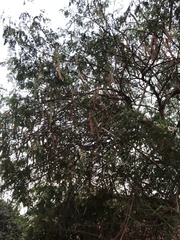 Tracheophyta