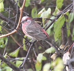 Haemorhous mexicanus