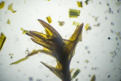 Schistidium atrichum