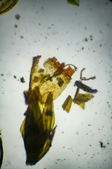 Schistidium atrichum