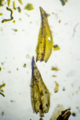 Schistidium atrichum