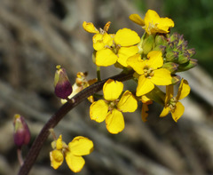 Erysimum suffrutescens