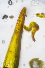 Schistidium atrichum