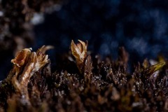 Schistidium atrichum