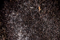 Schistidium atrichum