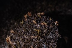 Schistidium atrichum