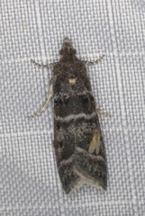 Ortholepis pasadamia