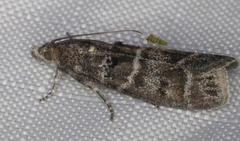 Ortholepis pasadamia