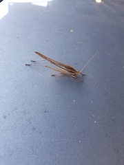 Neoconocephalus triops