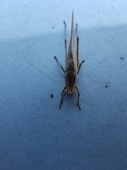 Neoconocephalus triops