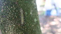 Lepidoptera