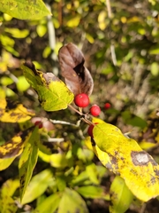 Ilex amelanchier