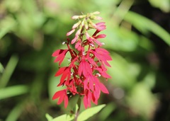 Lobelia cardinalis