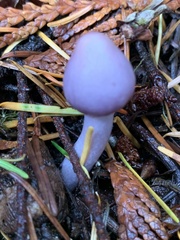 Inocybe lilacina