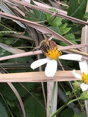 Apis mellifera
