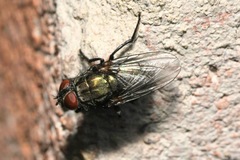 Protocalliphora azurea