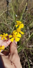 Helenium amarum amarum