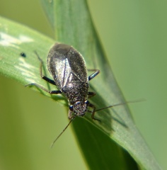 Irbisia