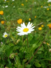 Anthemis chia