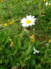 Anthemis chia