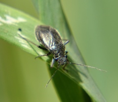 Irbisia