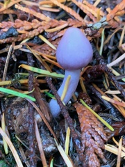 Inocybe lilacina