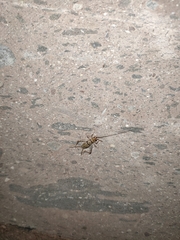 Gryllodes sigillatus