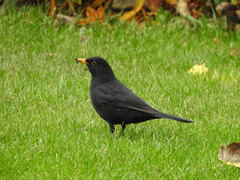Turdus merula