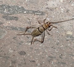Gryllodes sigillatus
