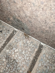 Gryllodes sigillatus