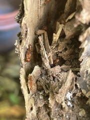 Camponotus hannani