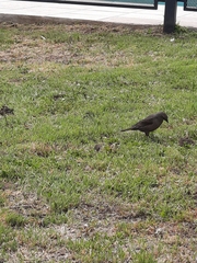 Aves
