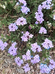Glandularia