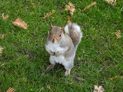 Sciurus carolinensis
