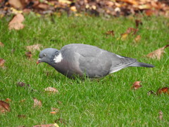 Columba palumbus