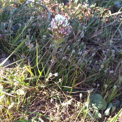 Castilleja densiflora