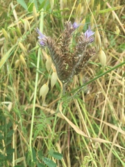 Phacelia tanacetifolia
